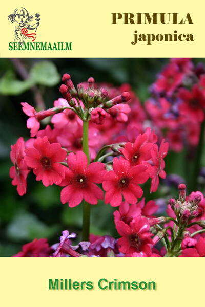 Japaninesikko "Millers Crimson" Japaninesikko "Millers Crimson"